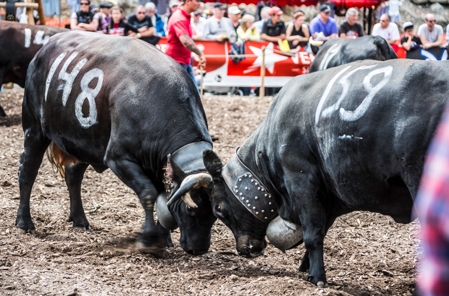 Cow fighting in Valais