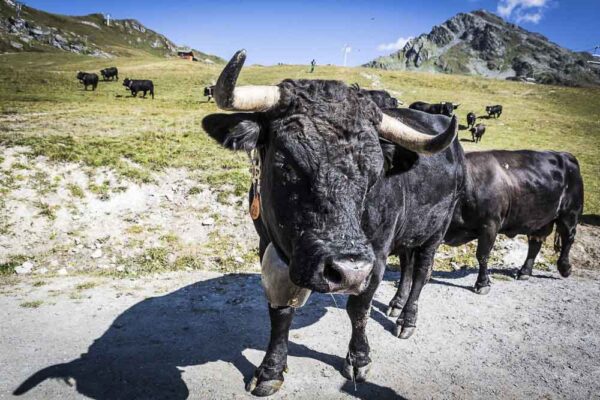 swiss cows hiking
